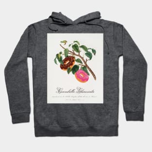 "Ciambella Ghiacciata" - Donut Tree; classic botanical art from Pomona Italiana updated with chocolate and strawberry donuts Hoodie